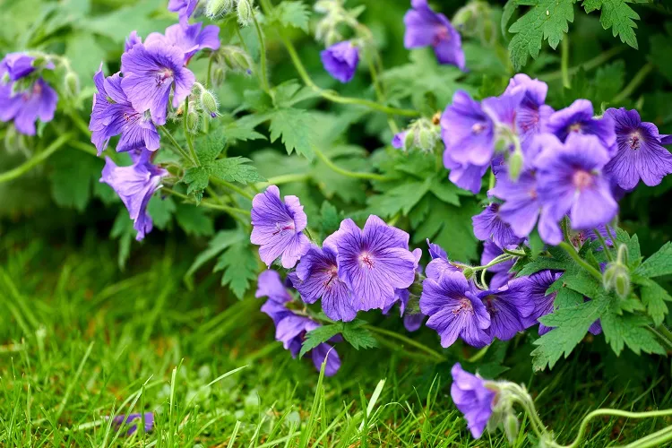 le géranium vivace est une plante à floraison prolongée et sans pollen aérien que vous devez considérer absolument dans votre jardin