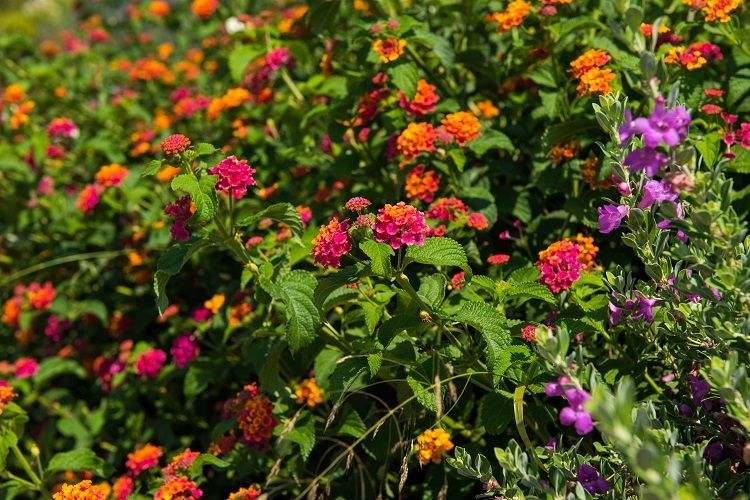 le lantana fait partie des plantes en pot qui sont bonnes pour les abeilles