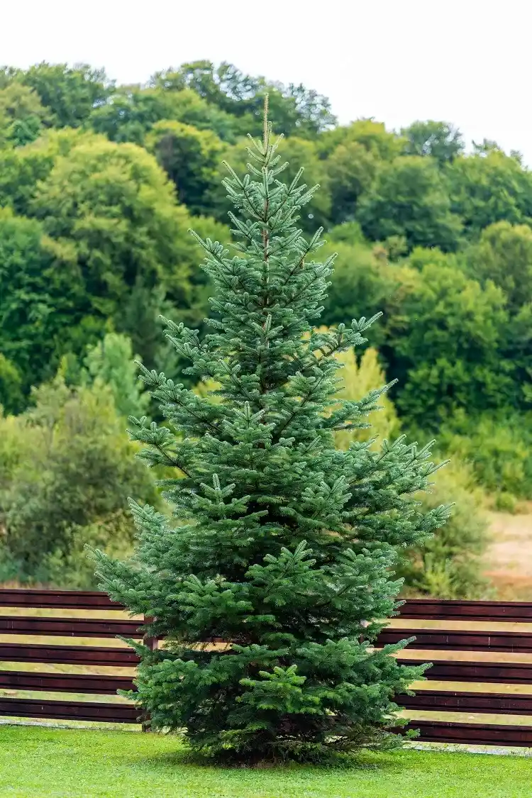 le pin est un arbre sûr pour les personnes sensibles ou allergiques aux pollens