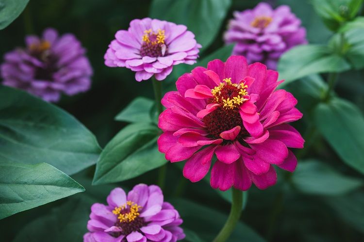 le zinnia est un excellent choix de plante préférée des abeilles