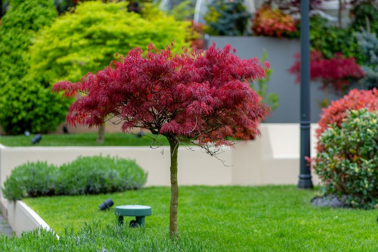 l'érable du japon est parmi les arbres incontournables dans les petits jardins à fort impact ornamental