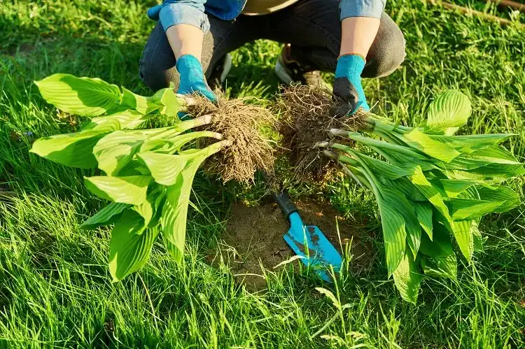 les hostas font partie des plantes vivaces à diviser au printemps