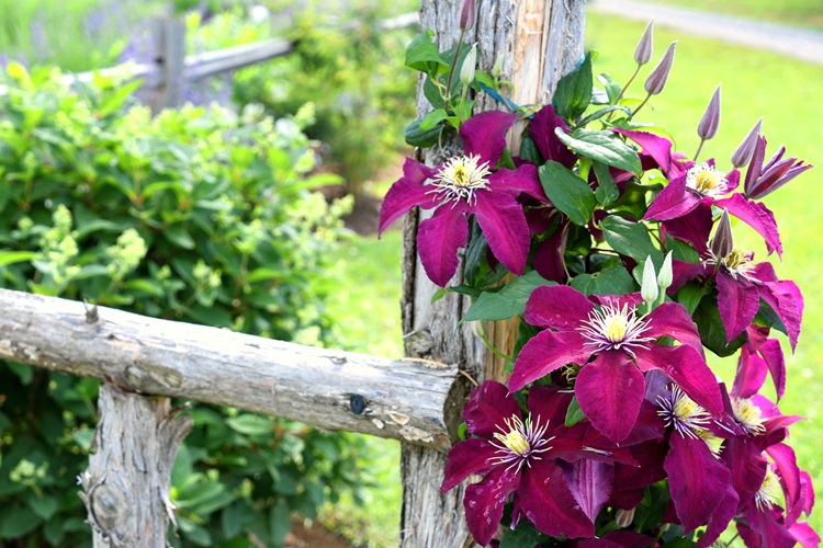 les meilleures plantes grimpantes à fleurs pour clôture