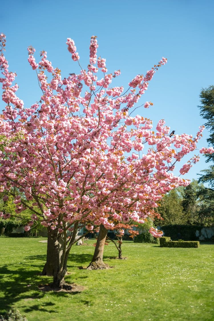 les meilleures plantes naines à cultiver dans un petit jardin français parmi lesquelles choisir