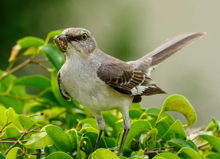 les oiseaux mangent les vers blancs