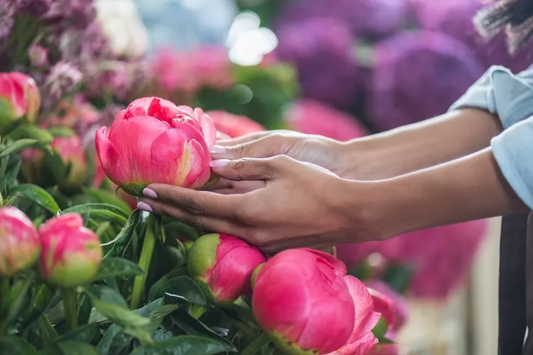les pivoines sont à considérer absolument pour votre jardin hypoallergénique