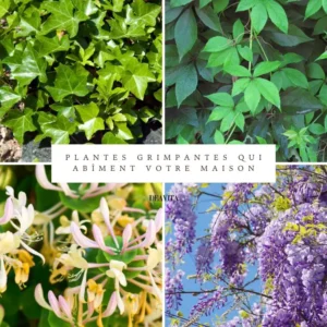 les plantes grimpantes qui abîment votre maison