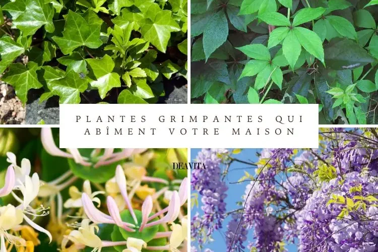 les plantes grimpantes qui abîment votre maison