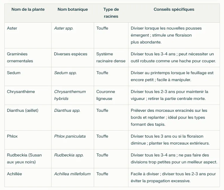 liste des plantes vivaces à diviser dans votre jardin pour une croissance optimale