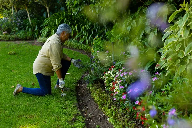 meilleures plantes pour bordures de jardin