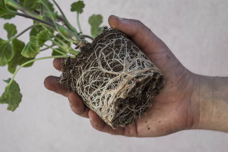 morphologie des plantes qui résistent au vent