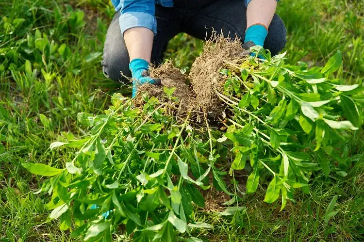 n'hésitez pas à diviser les phlox dans votre jardin pour stimuler une croissance spectaculaire