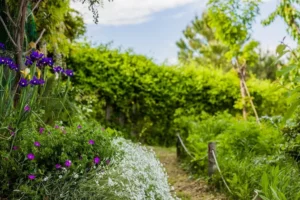notre guide pour créer un jardin hypoallergénique tout en évitant les allergènes