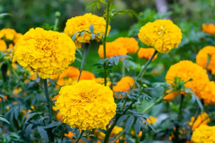 œillet d’inde à planter au jardin, plante répulsive