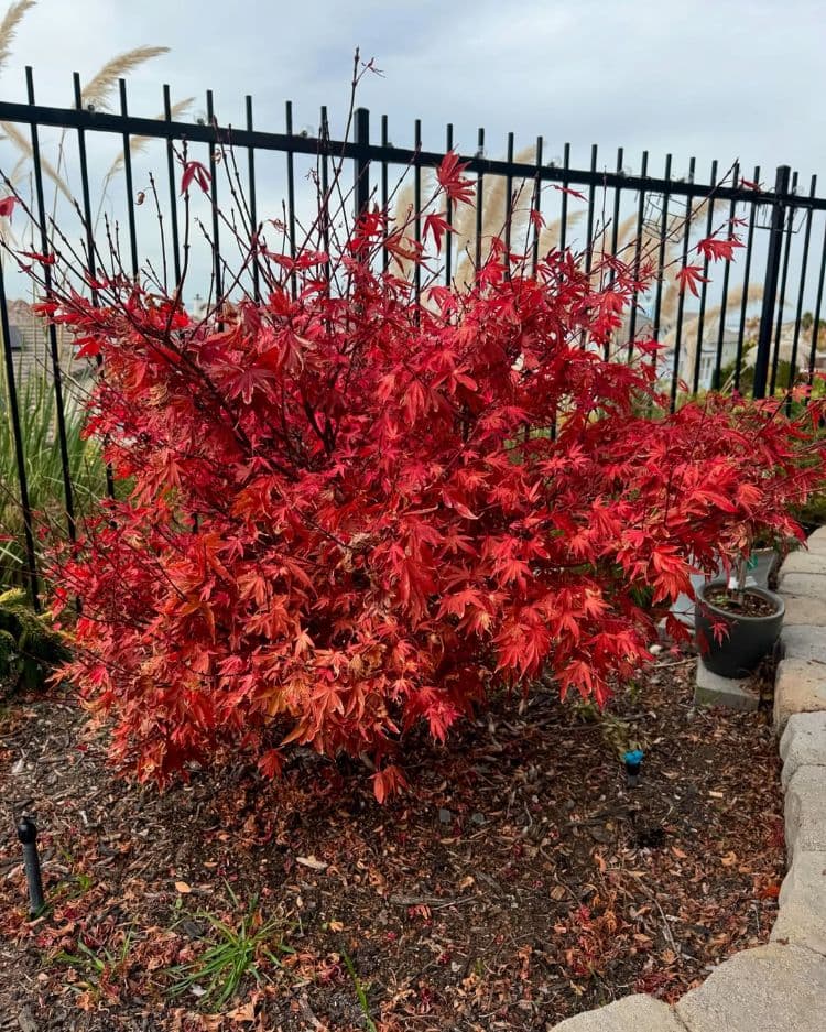 petit arbre à cultiver dans un petit jardin acer palmatum shaina