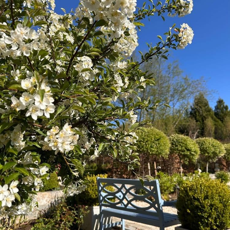 petit arbre charmant à cultiver dans un petit jardin en france malus sargentii tina