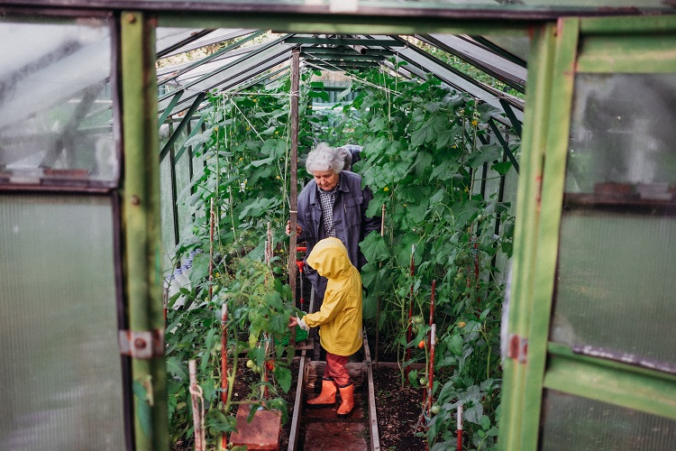petit enfant en imperméable jaune et sa grand mère dans une serre en train de récolter des fruits et des légumes