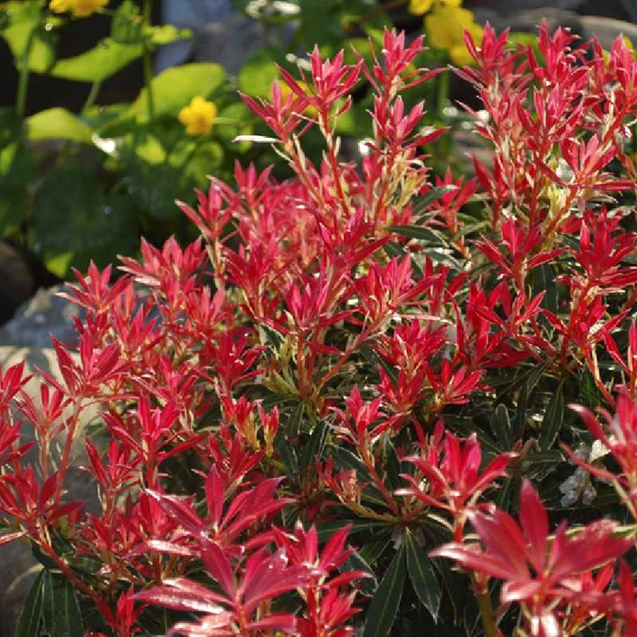 pieris japonica à associer avec les azalées