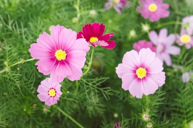 plante à fleurs roses au jardin, cosmos