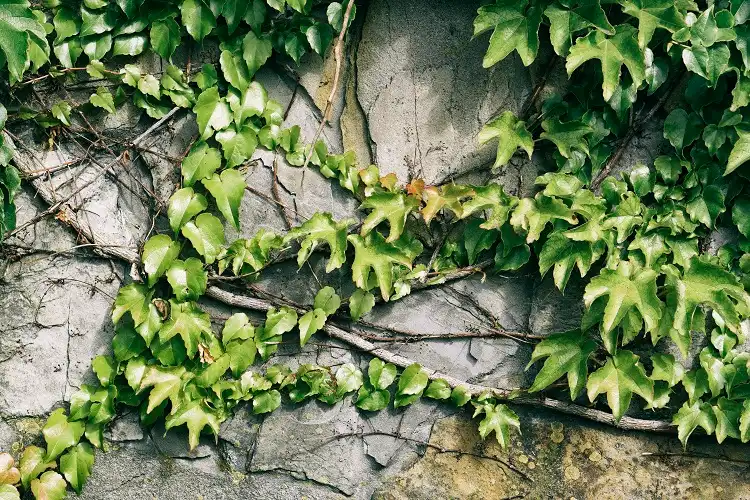 plante grimpante sur un mur extérieur