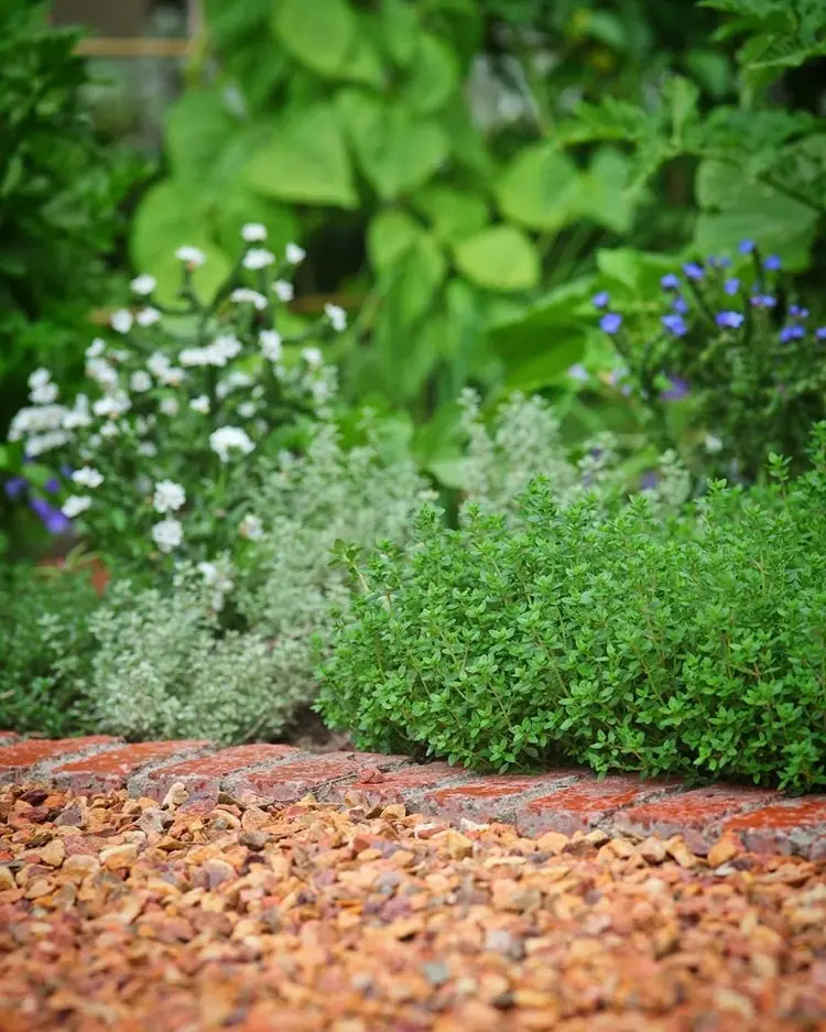 planter le thym en bordure, jardin aromatique