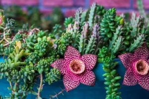 planter les succulentes en pleine terre