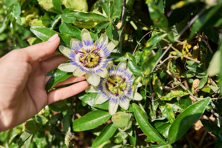 planter passiflore, plante grimpante