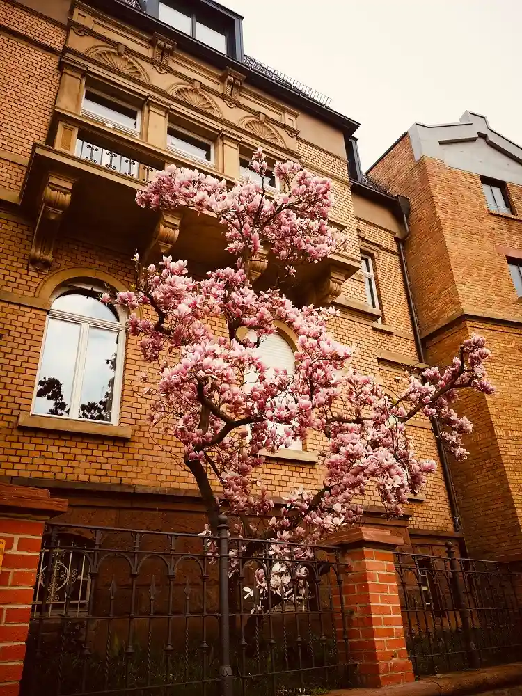 planter un arbre devant sa maison