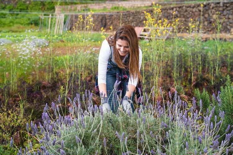 plantes contre les fourmis