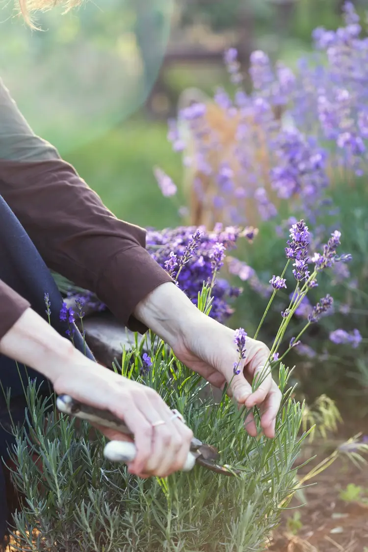 plantes de bordure faciles d'entretien, planter la lavande