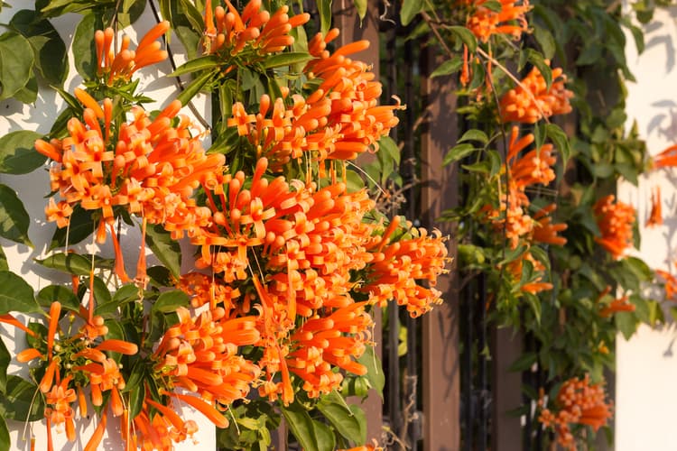 plantes grimpantes pour clôture, chèvrefeuille