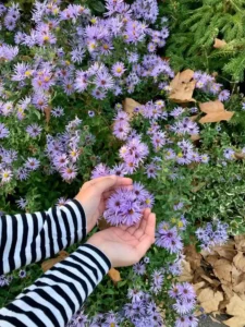 plantes vivaces pour bordures fleuries, aster mauve