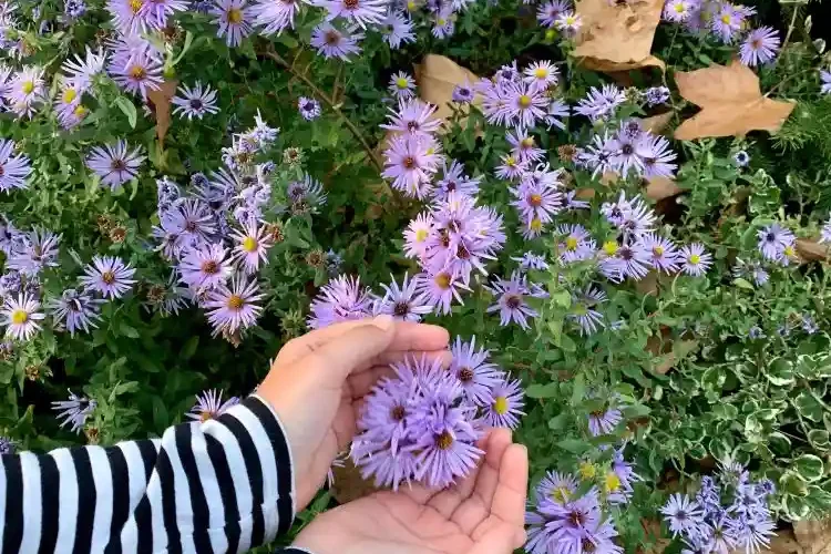 plantes vivaces pour bordures fleuries, aster mauve