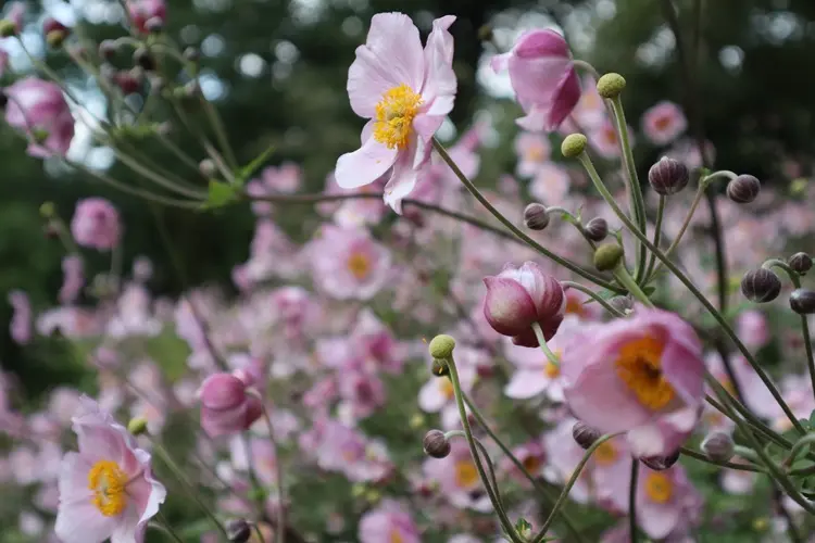 plantes vivaces pour bordures fleuries. anémone du japon