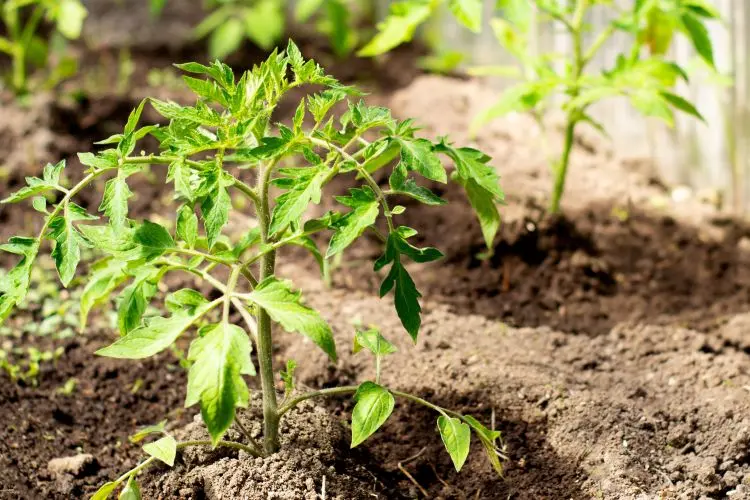 pourquoi faut il espacer les plants de tomates