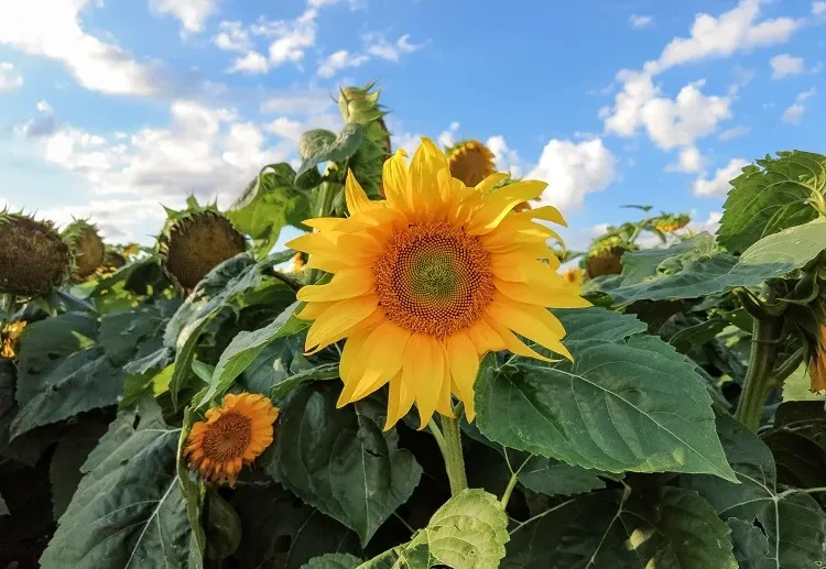 quand planter des tournesols en france pour une floraison éclatante en été