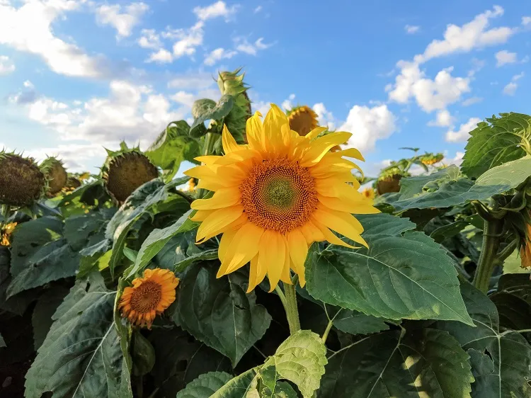 quand planter des tournesols en france pour une floraison éclatante en été