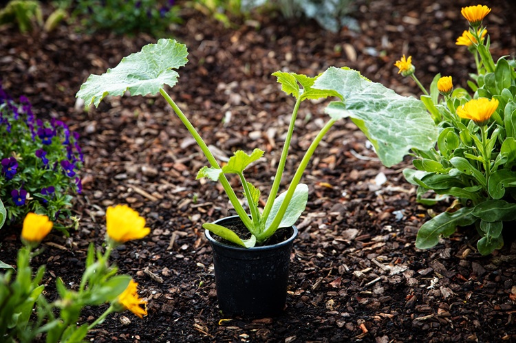 quand repiquer les courgettes en pleine terre