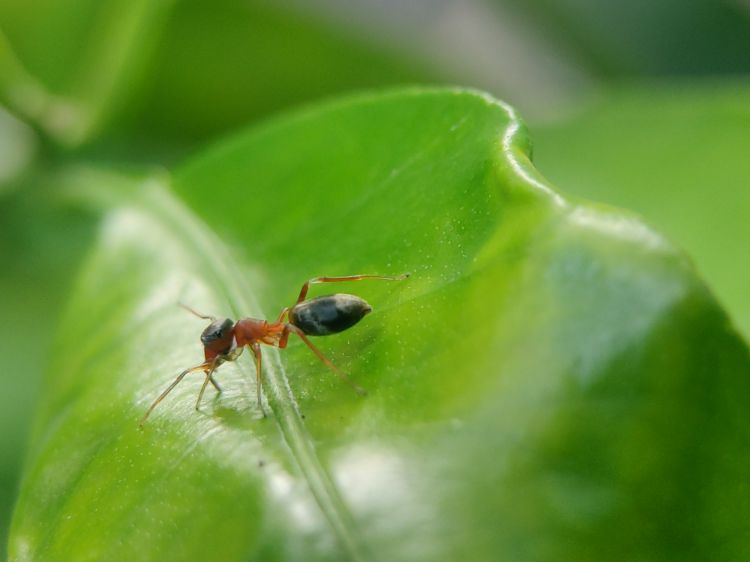 que planter dans un jardin plein de fourmis
