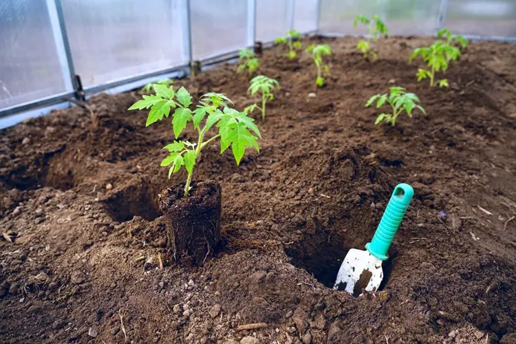 quel est le meilleur moment pour planter les plants de tomates