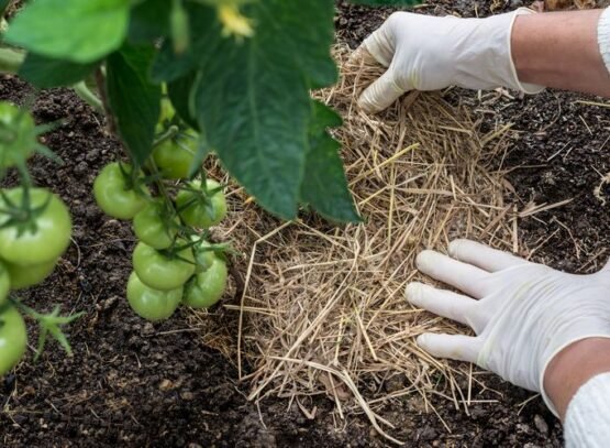quel paillage pour les tomates