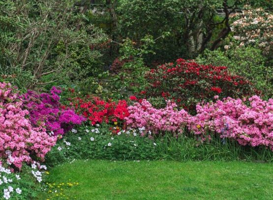 quels arbustes à fleurs associer à une azalée pour créer un jardin fleuri d'exception