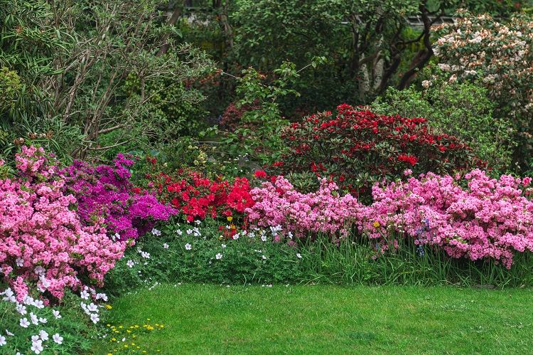 quels arbustes à fleurs associer à une azalée pour créer un jardin fleuri d'exception