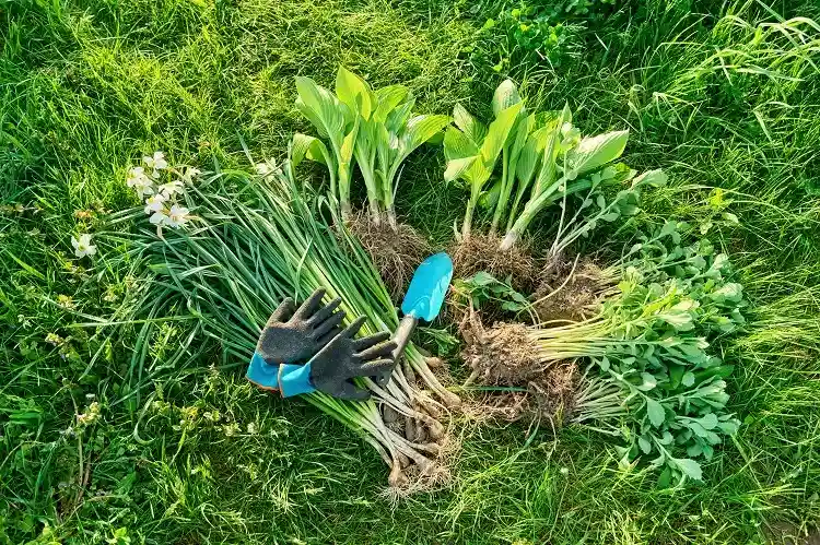 quels sont les bienfaits de la division des plantes vivaces