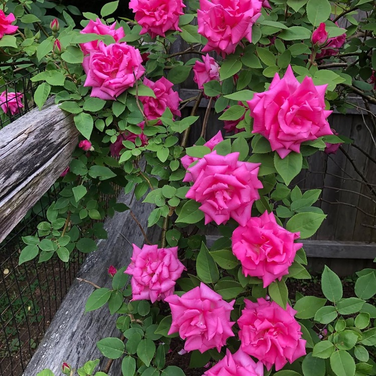 rosiers grimpants pour clôture