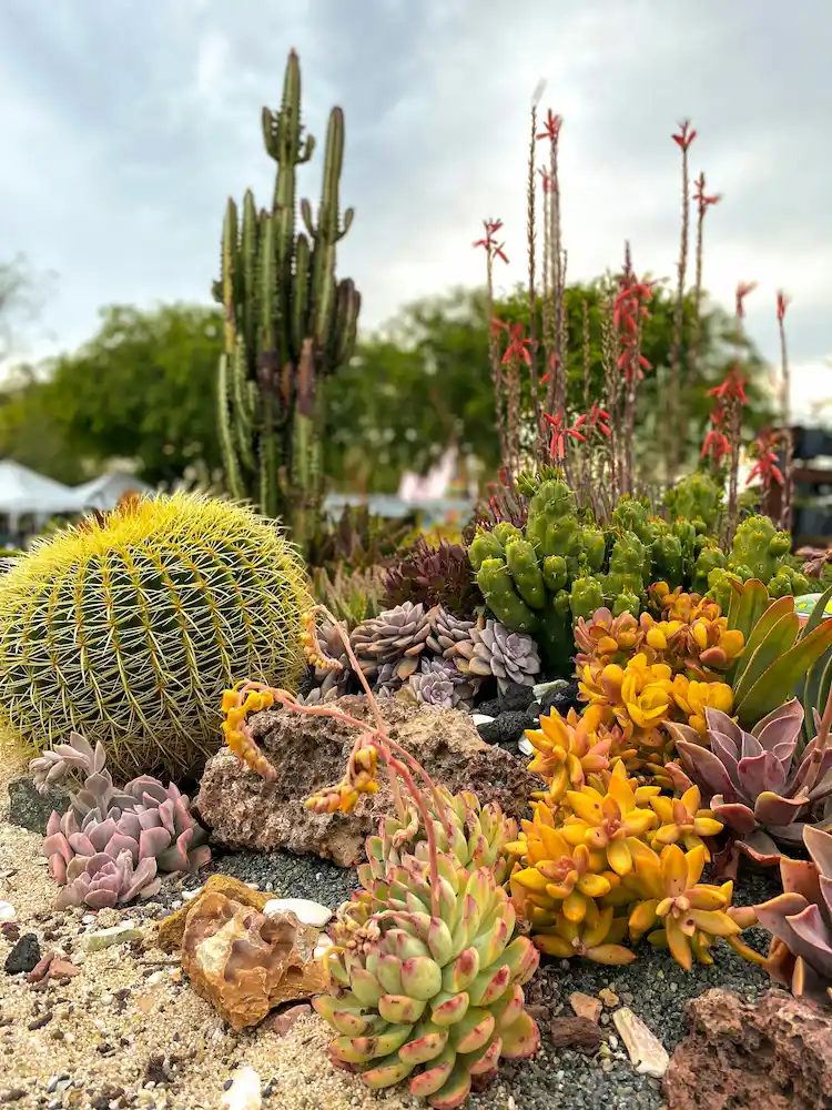 succulentes peuvent survivre dehors, en pleine terre, sans arrosage constant