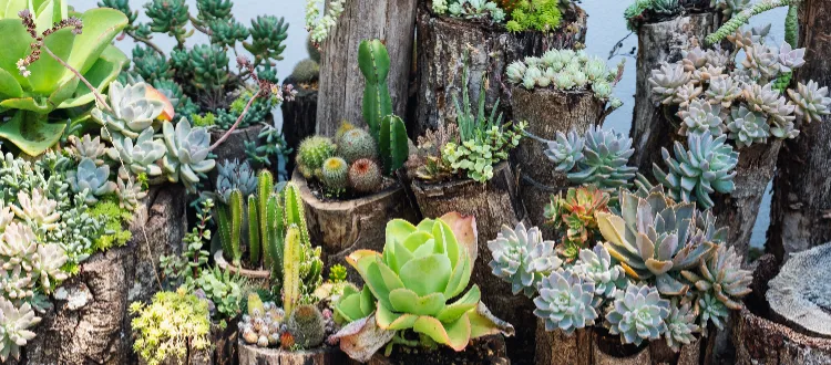 succulentes que l'on peut cultiver à l'extérieur