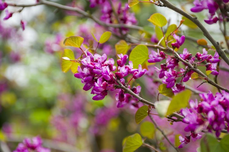 arbre de judée à floraison rose violet