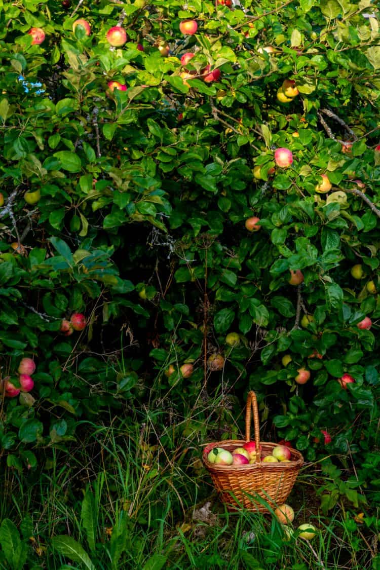 conseils de pro pour réussir votre haie fruitière
