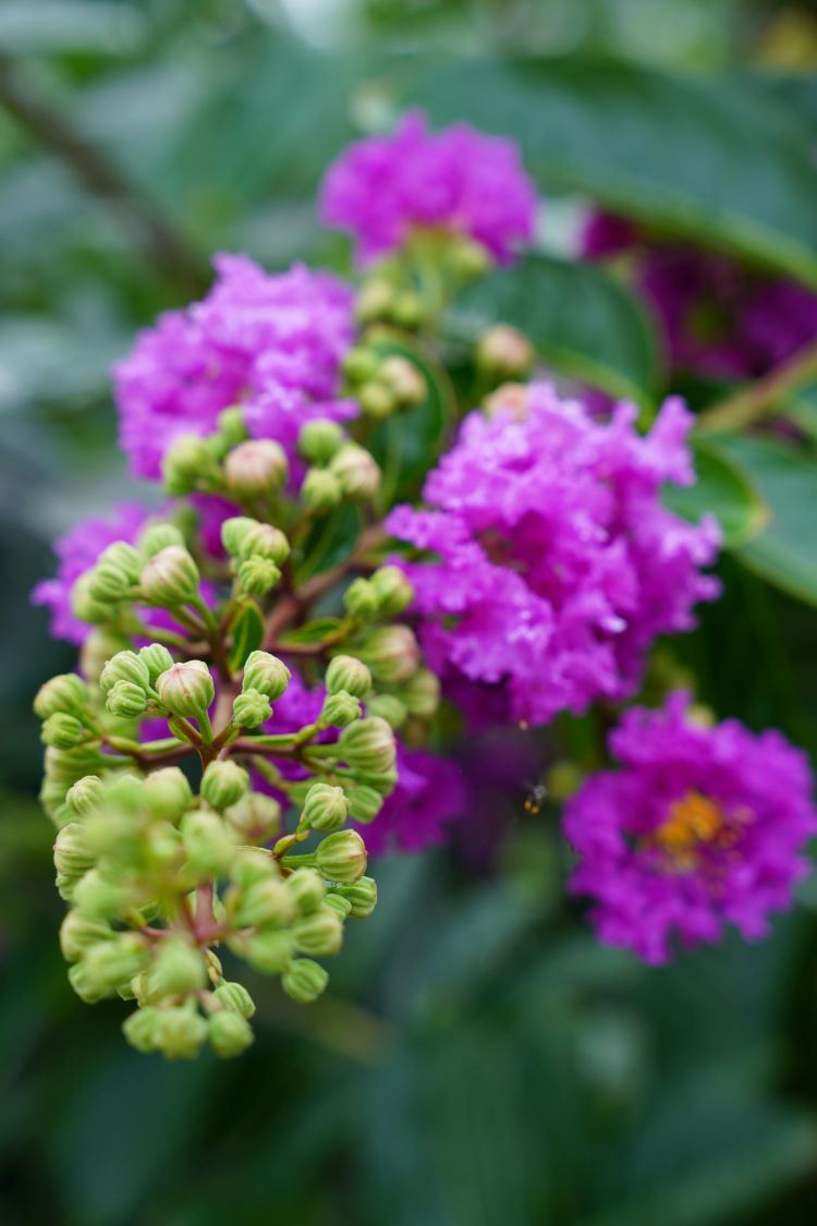 cultiver le lilas des indes au jardin